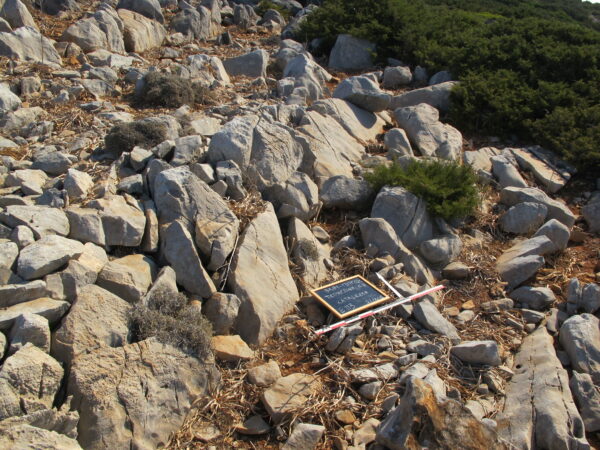 E113 - Image 2