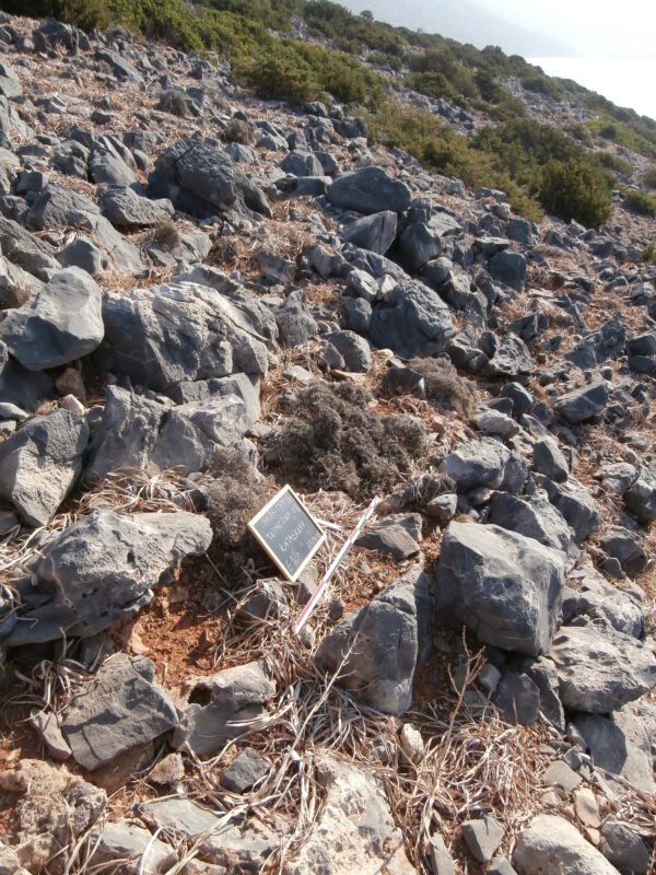 E126 - Image 2