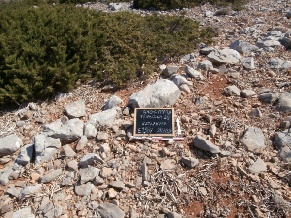 E138 - Image 4