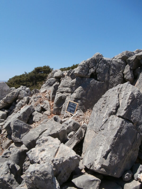 E155 - Image 6