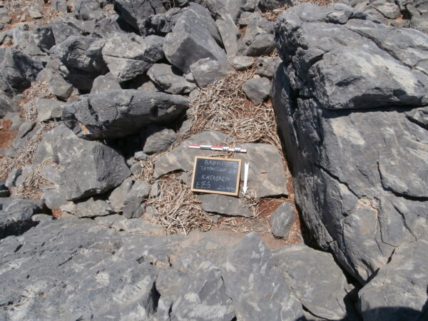 E155 - Image 7